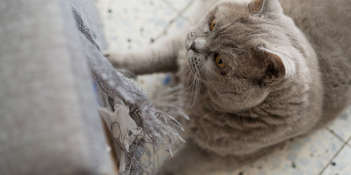 Votre chat griffe votre canapé, vos meubles ? Voici la réponse à tous vos problèmes !
