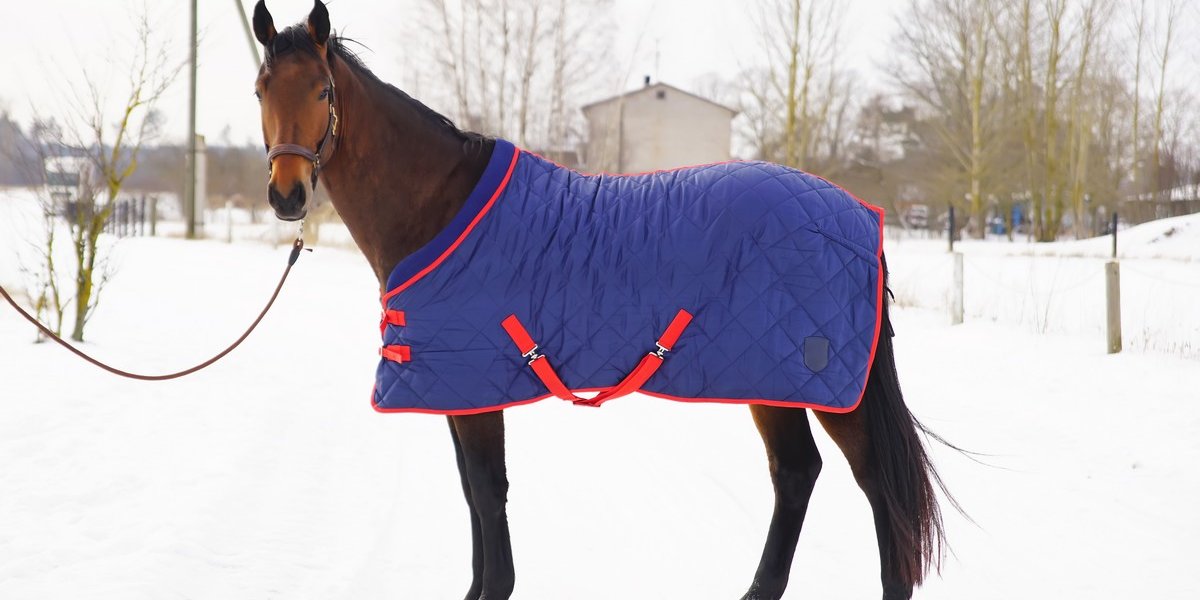 Température idéale : Comment protéger votre cheval du froid ?