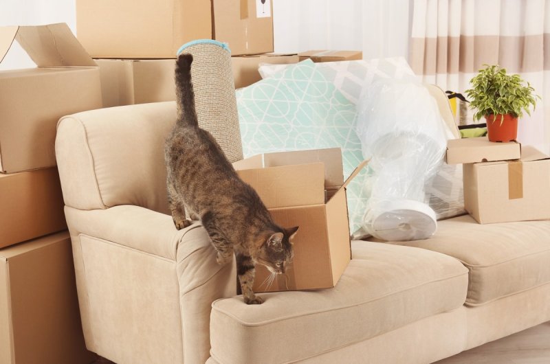 Déménager avec un chat : Réussissez haut la patte grâce à ces astuces