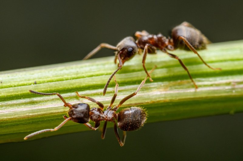 L'élevage des Fourmis : Une aventure captivante à la maison