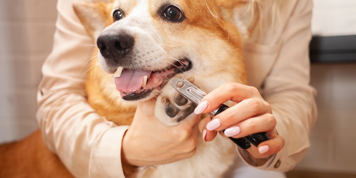 Chouchouter les griffes de votre chien : conseils et astuces
