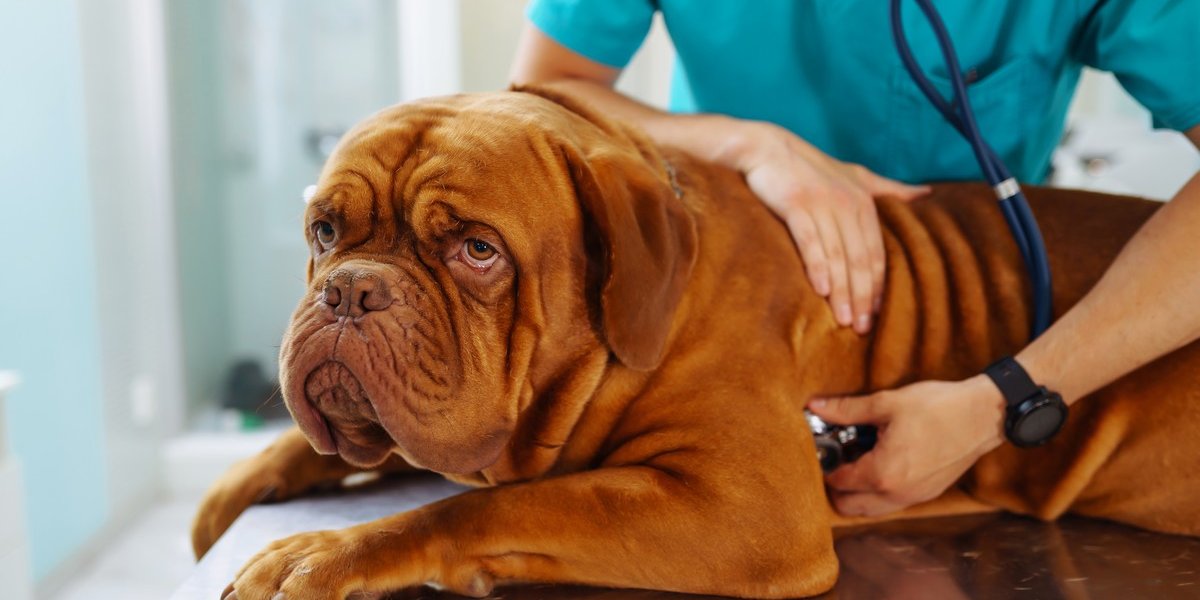 Santé canine : Les 10 races de chiens à surveiller de près !