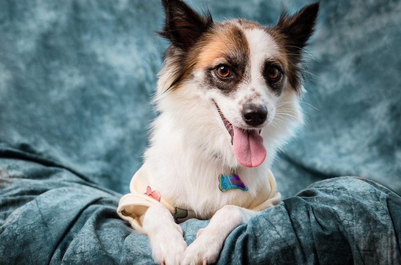 Semaine Nationale du chien, Une célébration bien méritée