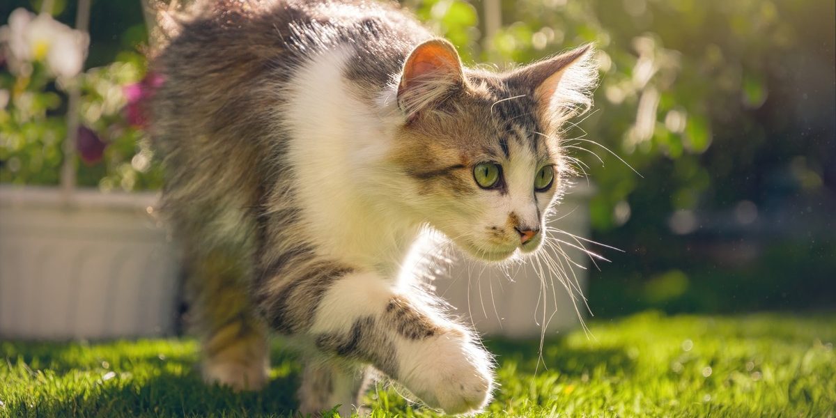 Quel âge est idéal pour la première sortie de votre chat ?