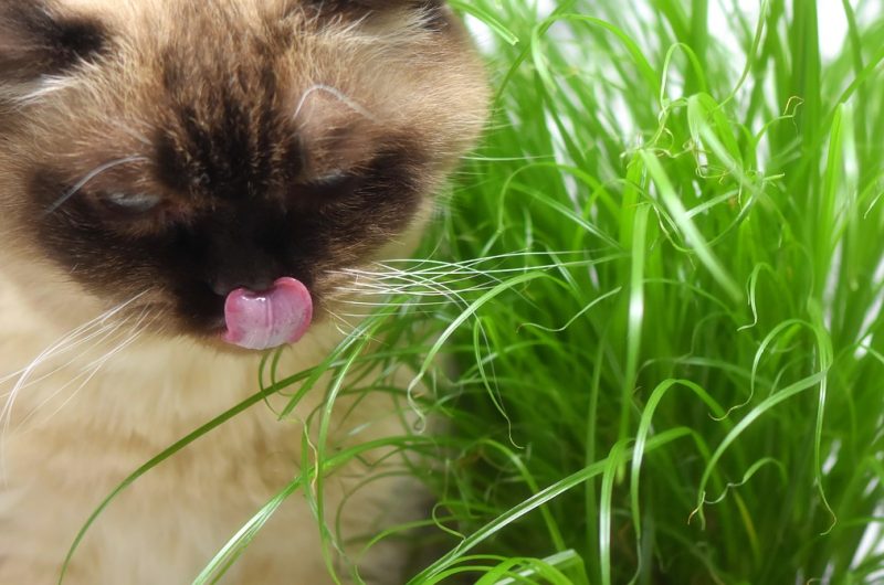 L'herbe à chat : Le secret du bonheur félin