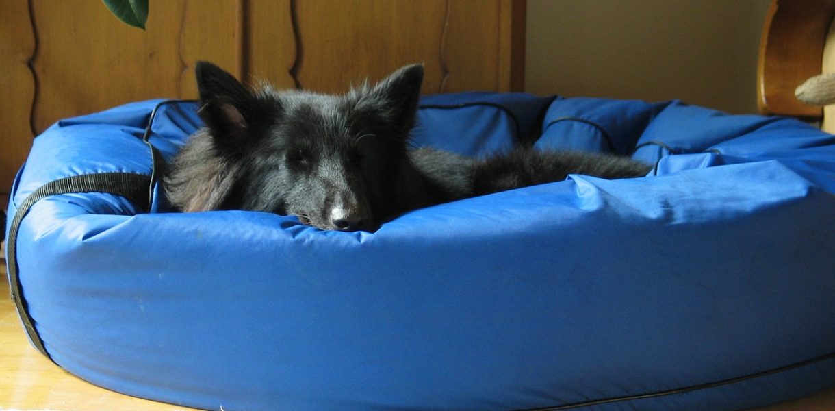 Les paniers pour chiens redéfinissent le sens du bien-être canin