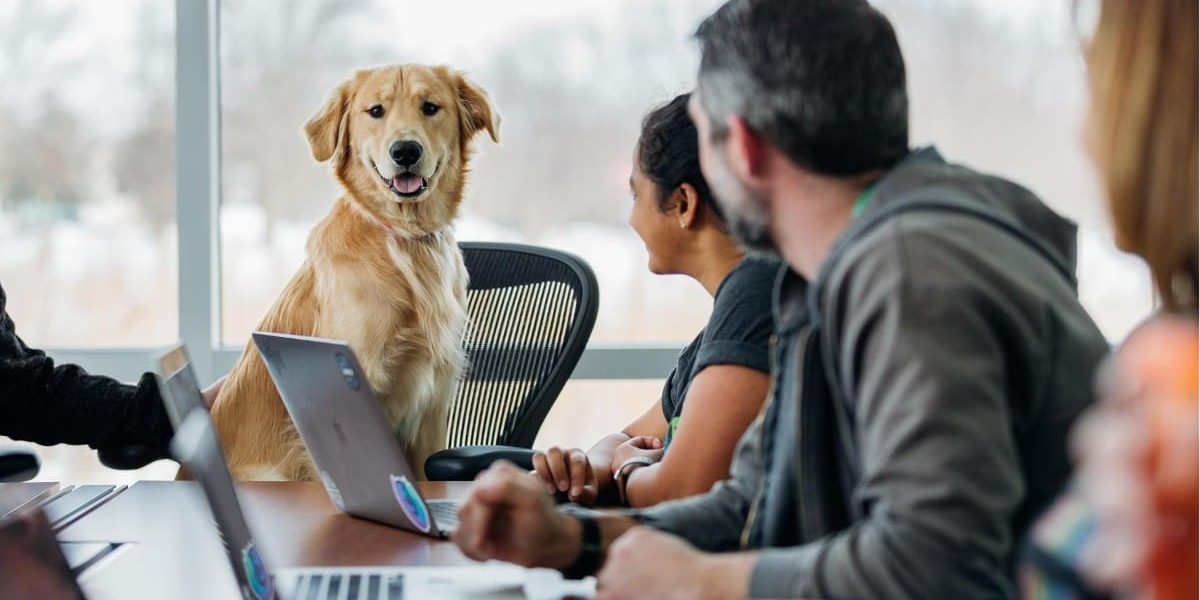 10 raisons d’emmener son chien au travail !