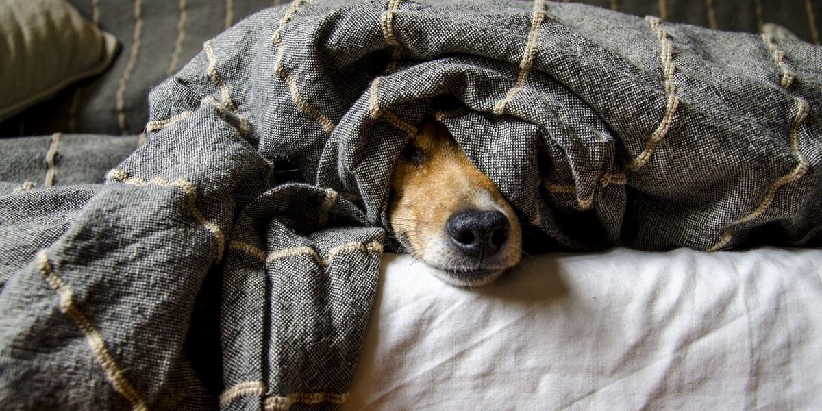 7 Races de chiens parfaites pour les amateurs de sieste