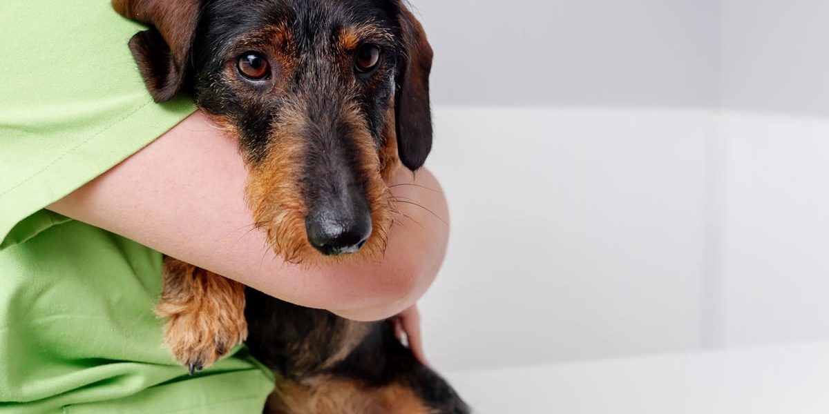 Comprendre les causes des tremblements de votre chien et nos conseils pour les gérer