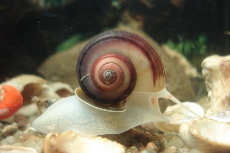 escargots-aquarium-eau-douce-tout-savoir-pour-bien-les-choisir