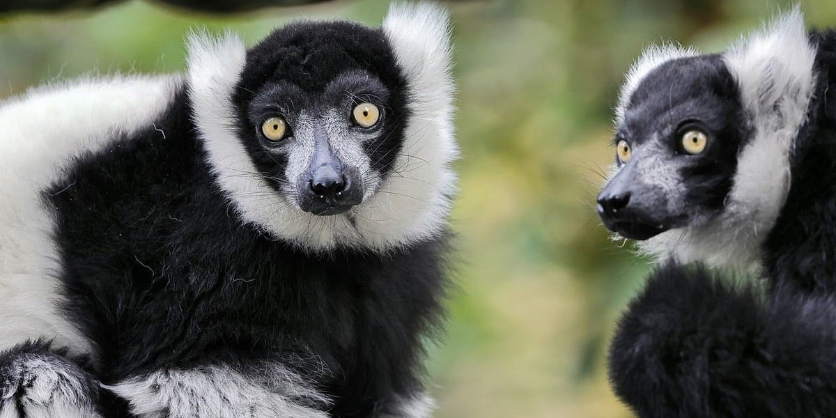 13 animaux en I que vous ne connaissiez probablement pas
