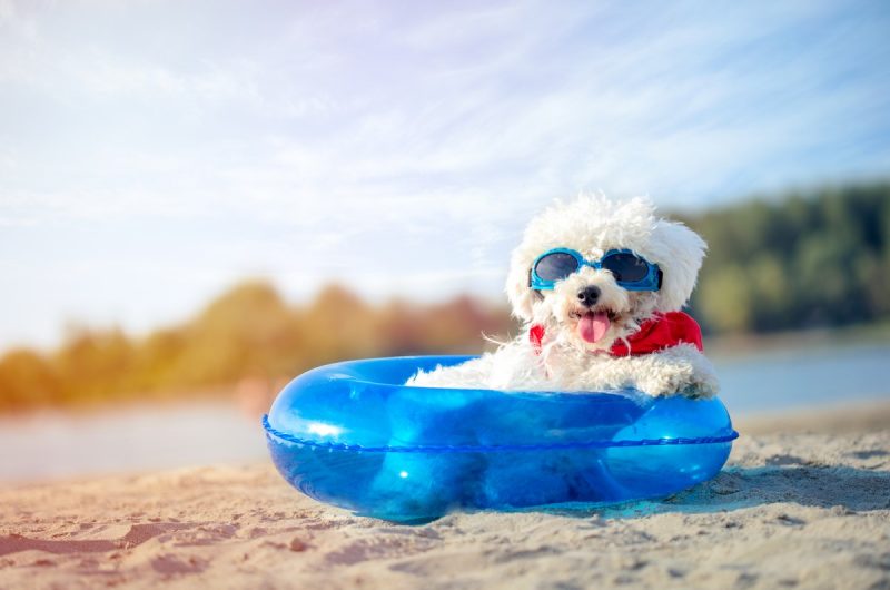 Vacances réussies avec son animal de compagnie : Tous nos conseils pratiques
