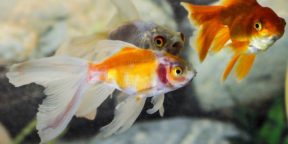 Comment assurer le bon fonctionnement des aquariums d’eau douce ?