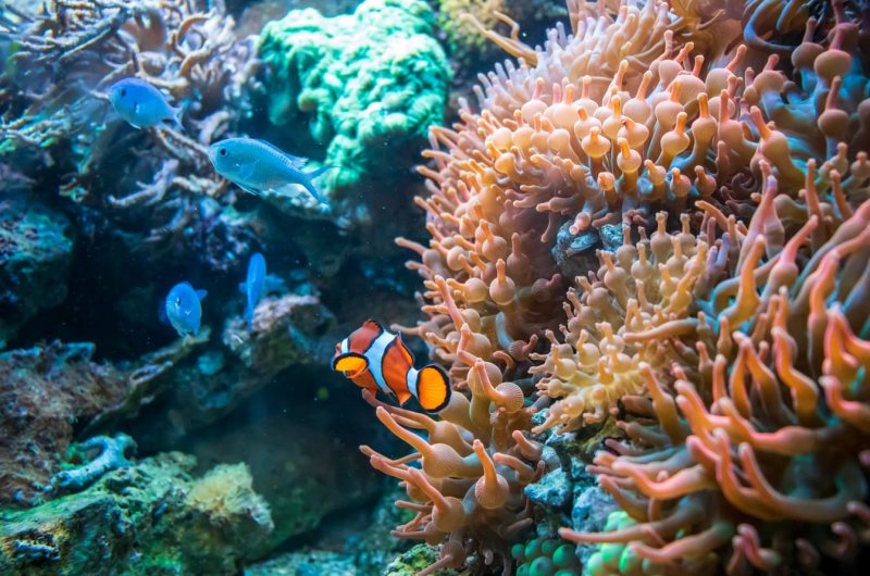 Bien débuter un aquarium d’eau douce : conseils essentiels pour un bac équilibré