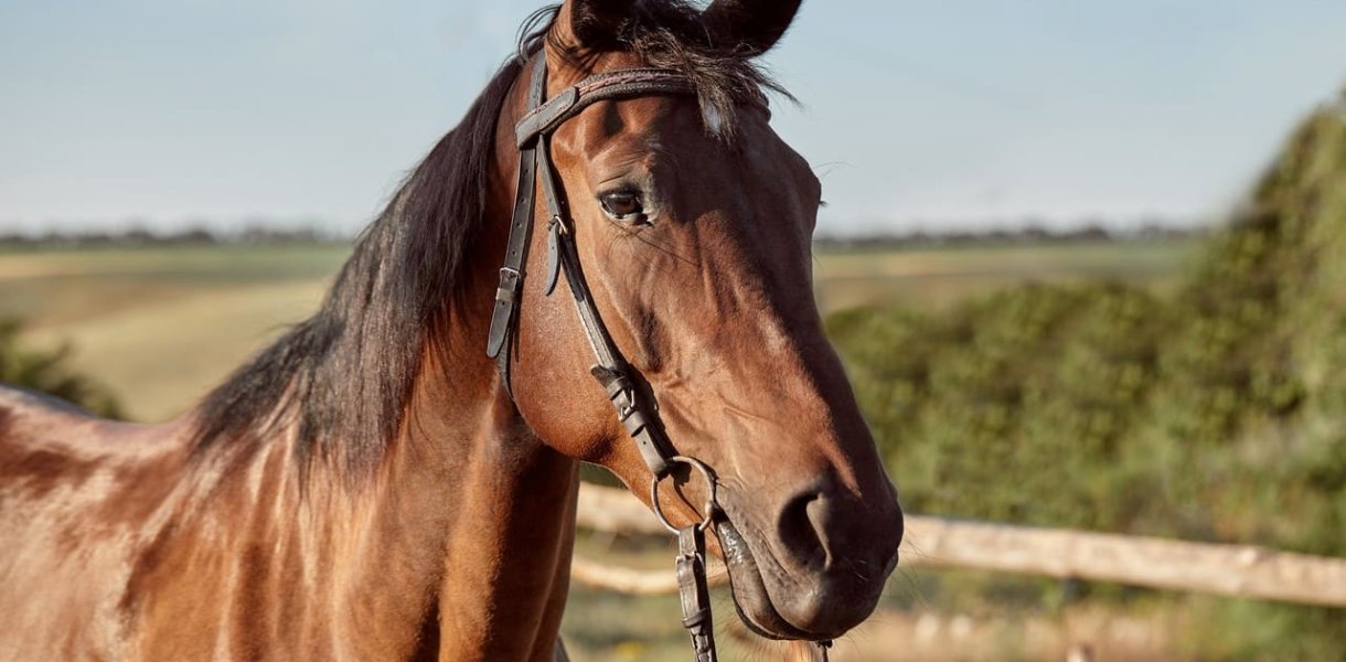 Comment bien choisir l’alimentation de son cheval selon son activité ?