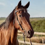 Comment bien choisir l’alimentation de son cheval selon son activité ?
