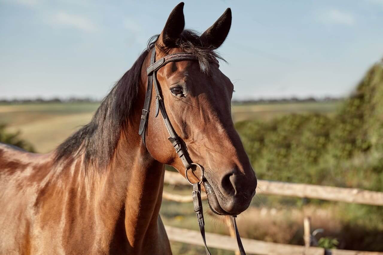 Comment bien choisir l’alimentation de son cheval selon son activité ?